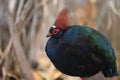 Male crested partridge close-up portrait