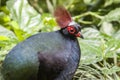 A male crested partridge