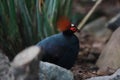 Male Crested partridge Royalty Free Stock Photo