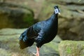 Male Crested Pheasant (Lophura ignita)