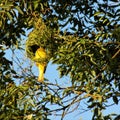 Male crested weaver bird building his nest