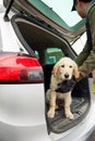Male Criminal Stealing Or Dognapping Puppy And Putting Them In Car