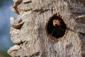 Male Crimson-Crested Woodpecker Guarding Tree Nest