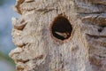 Male Crimson-Crested Woodpecker inside Nest