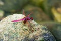 A male crimson dropwing dragonfly Royalty Free Stock Photo