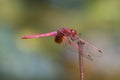 A male crimson dropwing dragonfly Royalty Free Stock Photo