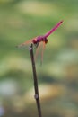 A male crimson dropwing dragonfly