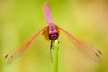 Male Crimson Dropwing dragonfly Royalty Free Stock Photo