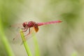 Male Crimson Dropwing dragonfly Royalty Free Stock Photo