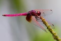 Male Crimson Marsh Glider