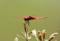 Male Crimson Marsh Glider (Trithemis aurora)