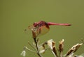 Male Crimson Marsh Glider (Trithemis aurora)