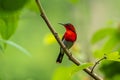 Male of Crimson Sunbird Aethopyga siparaja