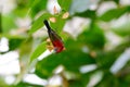 Male Crimson Sunbird (Aethopyga siparaja) Royalty Free Stock Photo