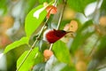 Male Crimson Sunbird (Aethopyga siparaja) Royalty Free Stock Photo