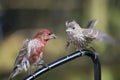 Male cross beak with young Royalty Free Stock Photo