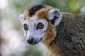 Male crowned lemur Royalty Free Stock Photo