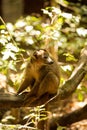 Male Crowned lemur, Eulemur coronatus, watching the photographer, Amber Mountain National Park, Madagascar Royalty Free Stock Photo