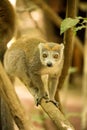 Male Crowned lemur, Eulemur coronatus, watching the photographer, Amber Mountain National Park, Madagascar Royalty Free Stock Photo