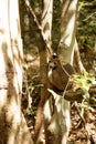 Male Crowned lemur, Eulemur coronatus, watching the photographer, Amber Mountain National Park, Madagascar Royalty Free Stock Photo