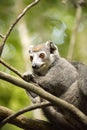 Male Crowned lemur, Eulemur coronatus, watching the photographer, Amber Mountain National Park, Madagascar Royalty Free Stock Photo