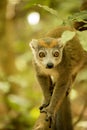 Male Crowned lemur, Eulemur coronatus, watching the photographer, Amber Mountain National Park, Madagascar Royalty Free Stock Photo