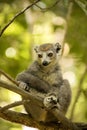 Male Crowned lemur, Eulemur coronatus, watching the photographer, Amber Mountain National Park, Madagascar Royalty Free Stock Photo