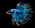 Male Crowntail Betta Fish Isolated on a Black Background