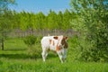 Male curious calf stands on green grass in a meadow. White brown cow in pasture in springtime Royalty Free Stock Photo