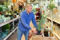 Male customer chooses plastic artificial cactus in flower shop