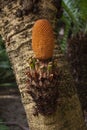 Male Cycas Rumphii plant with reproductive cone.