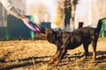 Male cynologist, cop dog training outdoor Royalty Free Stock Photo