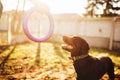 Male cynologist with trained service dog Royalty Free Stock Photo