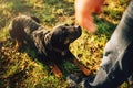 Male cynologist with working dog, training outside Royalty Free Stock Photo