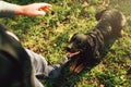 Male cynologist with working dog, training outside