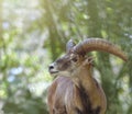 Male Cyprus mouflon with big horns. Head shot close up, copy space