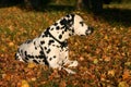 Male Dalmatian observing