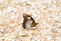 Male Danaid eggfly Butterfly Also called mimic, diadem on sand in Tanzania, Africa