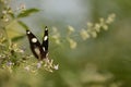 Male Danaid eggfly butterfly - front view Royalty Free Stock Photo