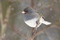 Male Dark-eyed Junco (Junco hyemalis) in a Snow Storm Royalty Free Stock Photo