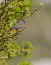 Male Dartford Warbler Royalty Free Stock Photo