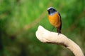 Male Daurian Redstart