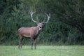 Male Deer bell