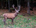 Male Deer