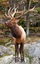 Male Deer