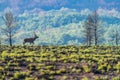 Male deer bellowing over the hill, long shot