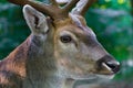 Male deer close up Royalty Free Stock Photo