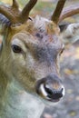 Male deer close up Royalty Free Stock Photo