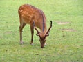 Male deer on green field. Royalty Free Stock Photo