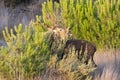 Male deer hidden in the bushes in rutting season. Wild red deer Cervus elaphus roaring in mating season Royalty Free Stock Photo